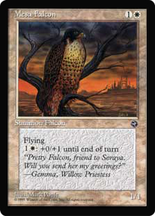 Mesa Falcon (Perching)