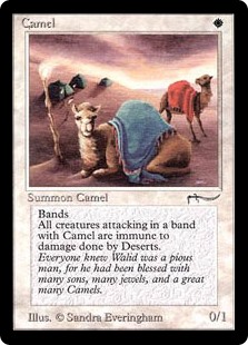 Camel Camel