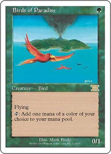 Birds of Paradise