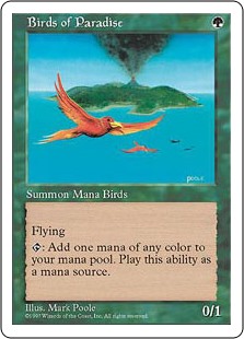 Birds of Paradise