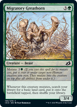 Migratory Greathorn Migratory Greathorn