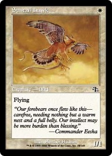 Suntail Hawk Suntail Hawk