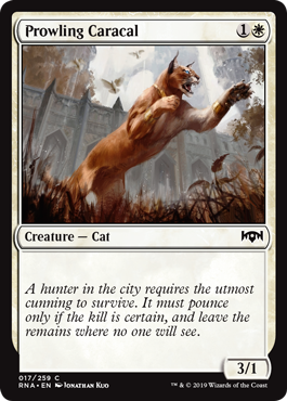 Prowling Caracal Prowling Caracal