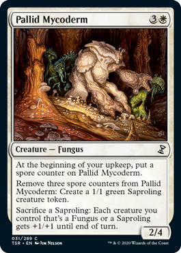 Pallid Mycoderm Pallid Mycoderm